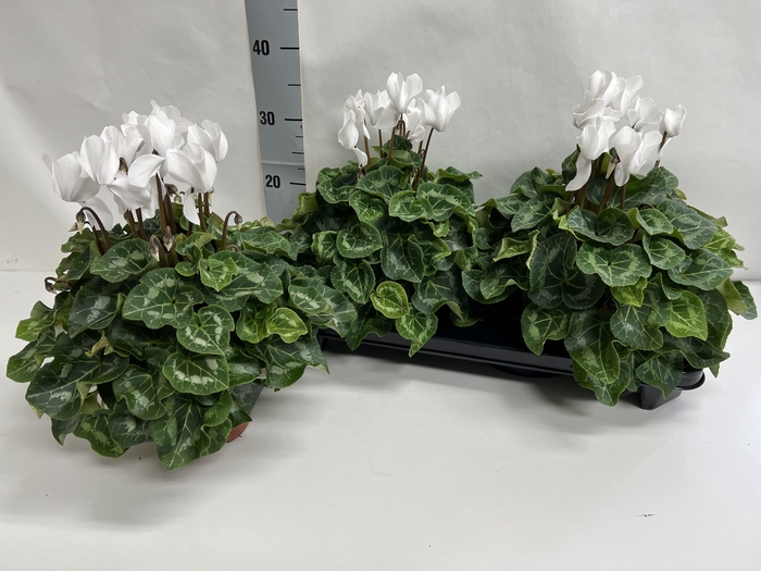 Cyclamen Super Serie XL 15Ø 36cm