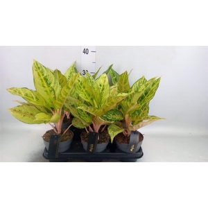 Aglaonema   ...