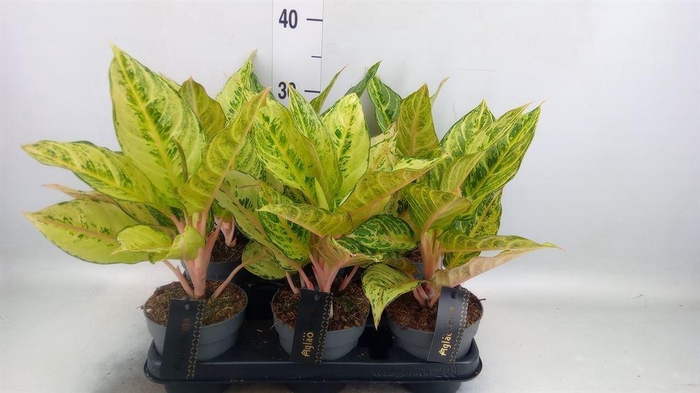 <h4>Aglaonema   ...</h4>