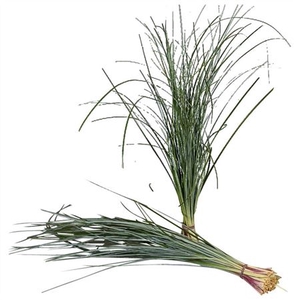 BEARGRASS X40