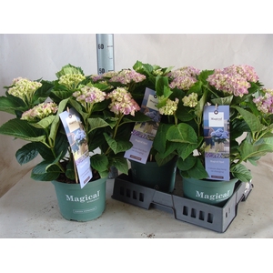 Hydrangea mac. 'Magical Amethyst'