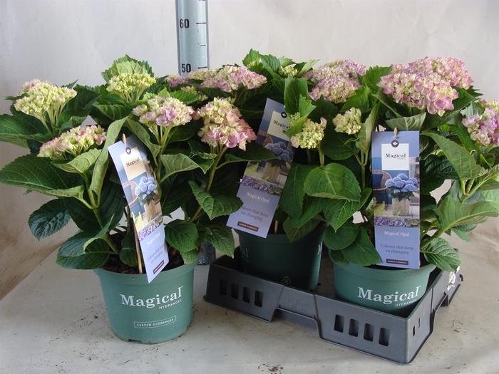 <h4>Hydrangea mac. 'Magical Amethyst'</h4>