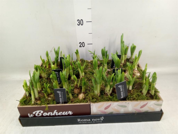 <h4>Arr. Narcissus</h4>