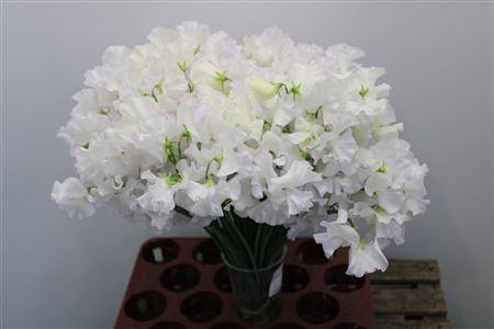 Lathyr Mist Dia Blue