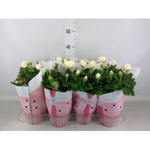 Rosa  'Amorosa Infinity White'