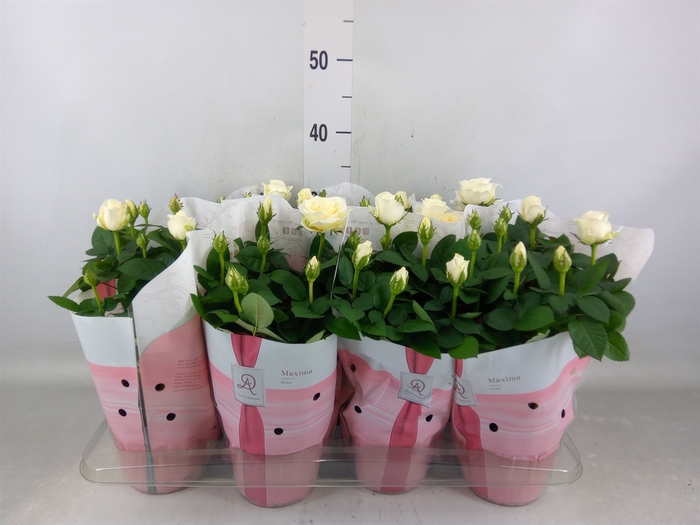 <h4>Rosa  'Amorosa Infinity White'</h4>