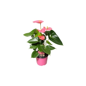 Anthurium XL.31 Arisa Pink 12cm