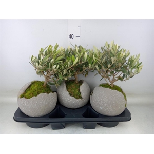 Arr.   Tuinplanten H%