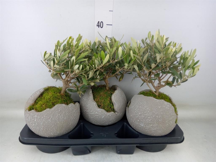 <h4>Arr.   Tuinplanten H%</h4>