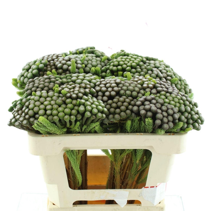 <h4>Brunia Albiflora</h4>