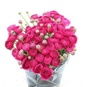 Ran Su Sr Cic Cerise