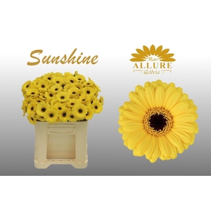 Gerbera mini 'Sunshine' fust 555