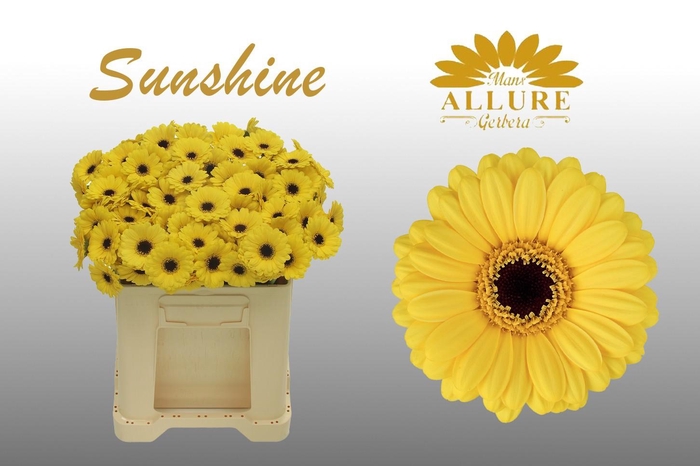 <h4>Gerbera mini 'Sunshine' fust 555</h4>