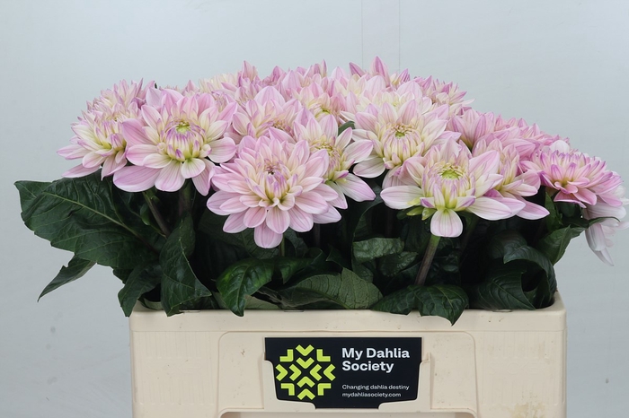 <h4>Dahlia Princess Kate</h4>