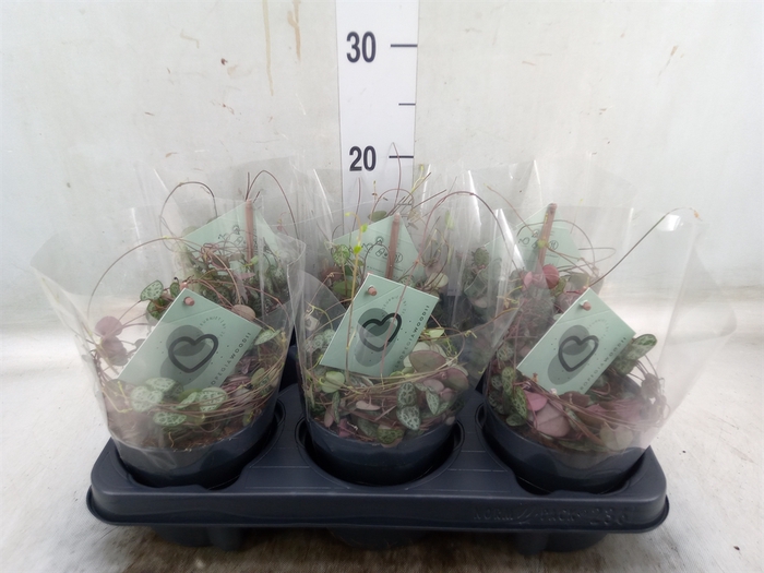 <h4>Ceropegia woodii ssp. woodii</h4>