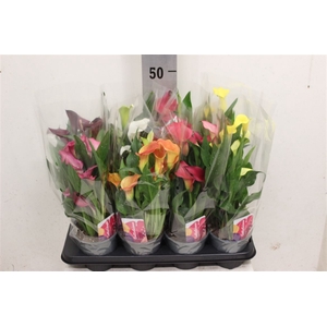 Zantedeschia Mix