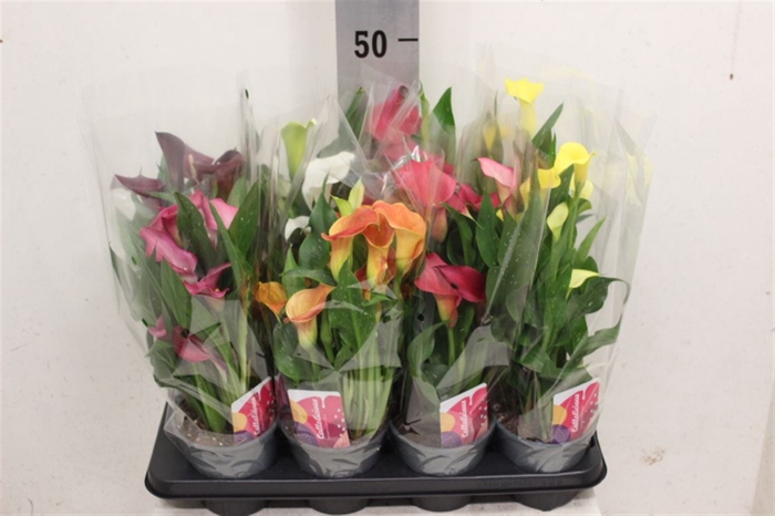<h4>Zantedeschia Mix</h4>