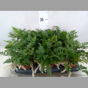 Humata tyermannii