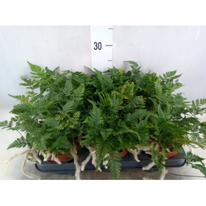 Humata tyermannii