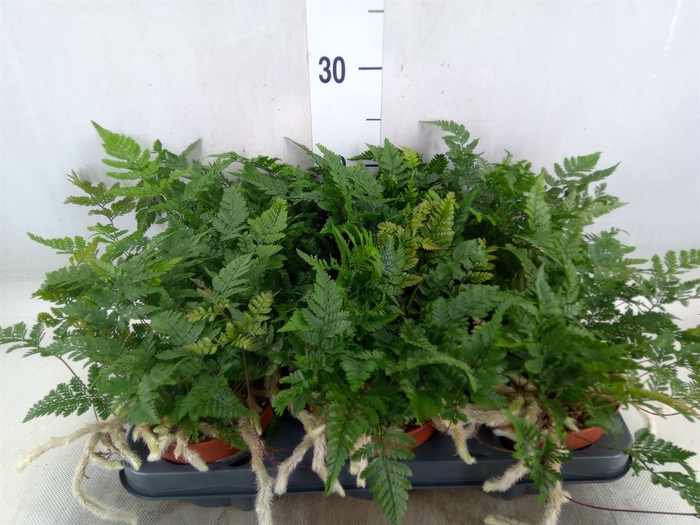 <h4>Humata tyermannii</h4>