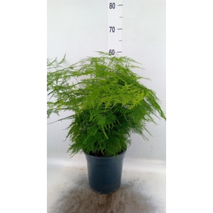 Asparagus setaceus