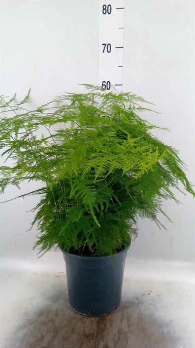 <h4>Asparagus setaceus</h4>
