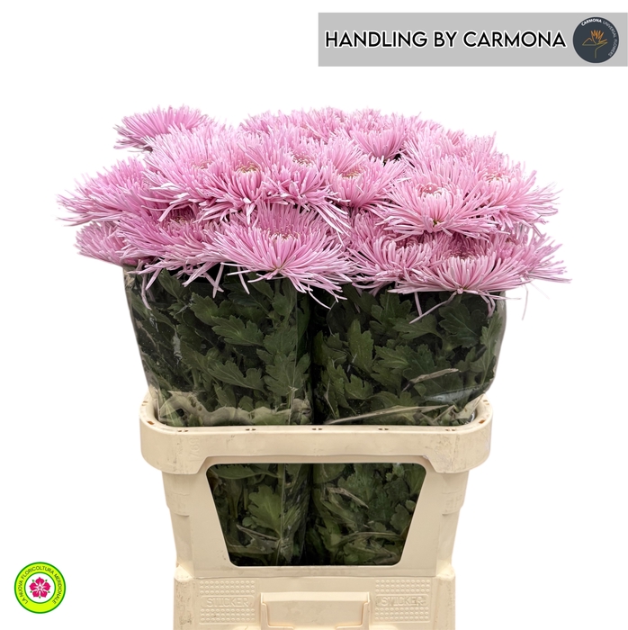 <h4>CHR G ANAST ST PINK</h4>