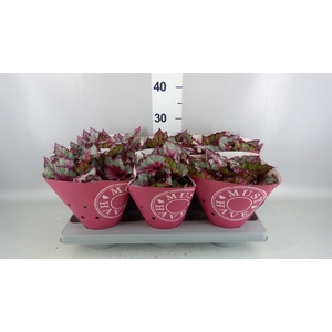 Begonia BD rex 'Caribbean Night'