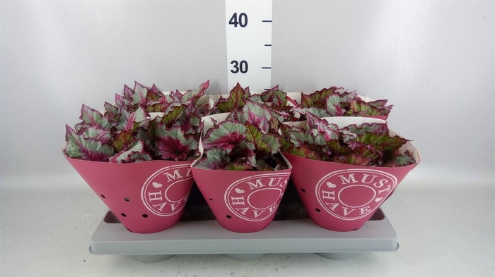 <h4>Begonia BD rex 'Caribbean Night'</h4>