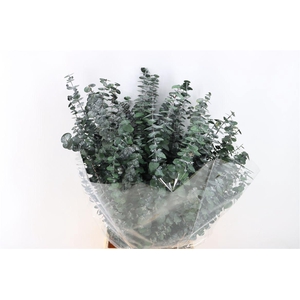 Pres Euca Baby Blue Green P Bunch