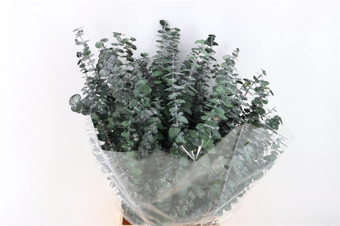 <h4>Pres Euca Baby Blue Green P Bunch</h4>