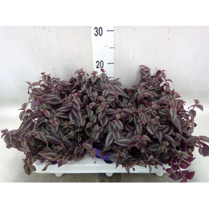 Tradescantia   ...