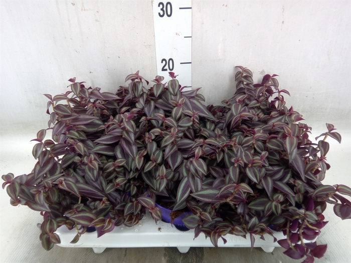 <h4>Tradescantia   ...</h4>