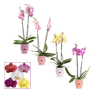 Phalaenopsis 2 tak 14+ mix in Dua Lipa (Party love-collection)