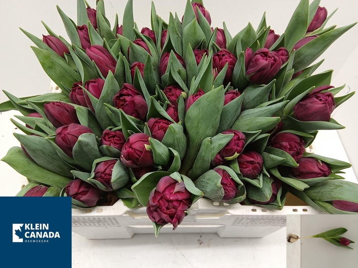 TU DU ALISON BRADLEY