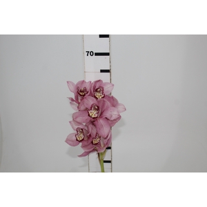 CYMBIDIUM HT 5/9 FLS ROSA