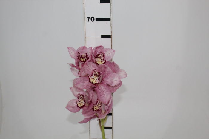 <h4>CYMBIDIUM HT 5/9 FLS ROSA</h4>