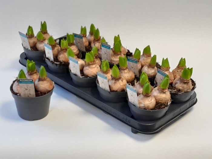 <h4>HYACIN ORIENTAL WHITE PEARL</h4>