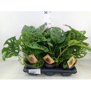 Monstera obliqua 'Monkey Mask'