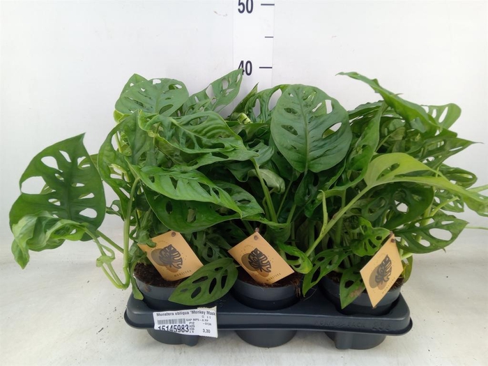<h4>Monstera obliqua 'Monkey Mask'</h4>