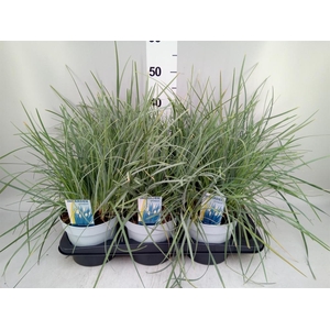 Sesleria nitida