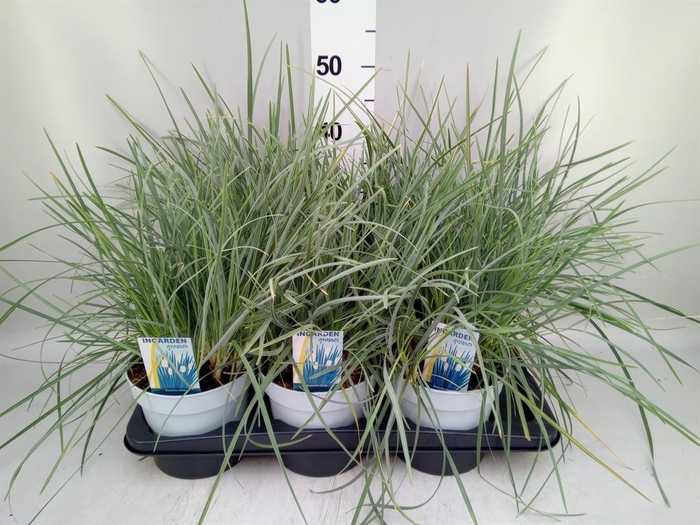 <h4>Sesleria nitida</h4>