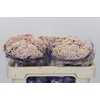 Ozothamnus Cooks Pink