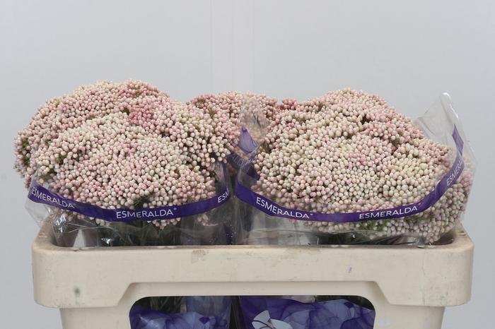 <h4>Ozothamnus Cooks Pink</h4>