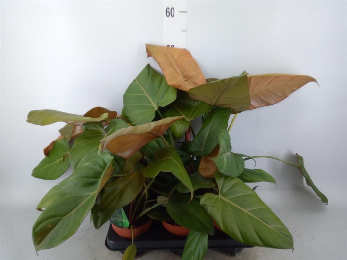 <h4>Philodendron   ...</h4>