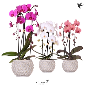 Kolibri Orchids Niagara fall 2spike mix in Marrakesh pot gold-copper