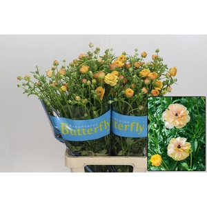 RAN BUTTERF VESTALIS