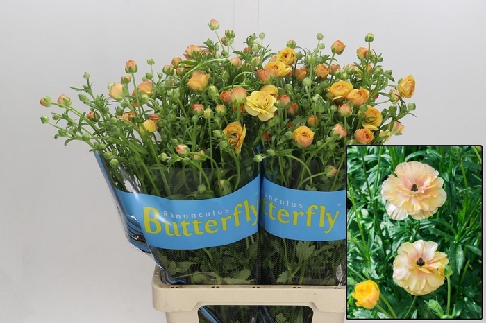 <h4>RAN BUTTERF VESTALIS</h4>