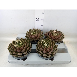 Echeveria   ...not flowering