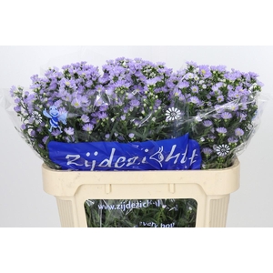 Aster Cassandra